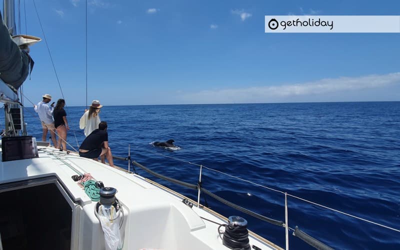 Sailing tour in Tenerife — Experience photographs 5