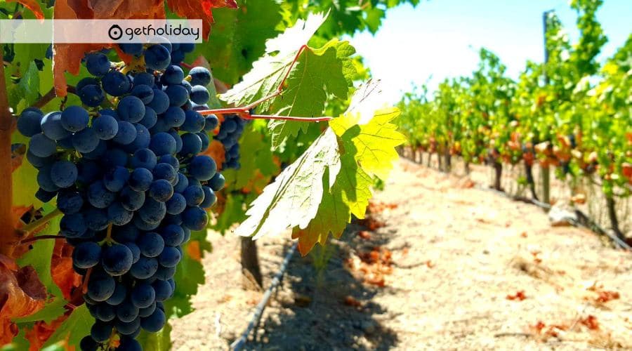 Tastes and wines from Tenerife South