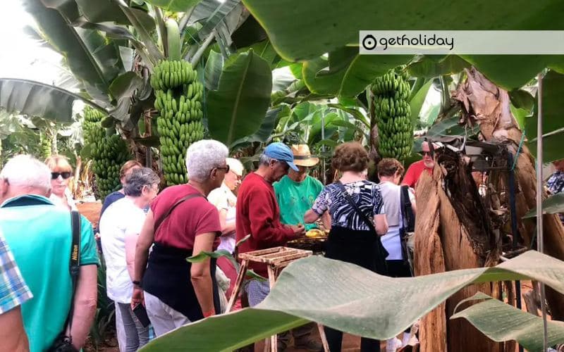 Tastes and wines from Tenerife South — Experience photographs 4