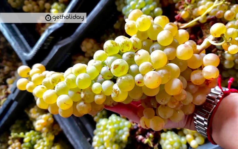 Tastes and wines from Tenerife South — Experience photographs 5