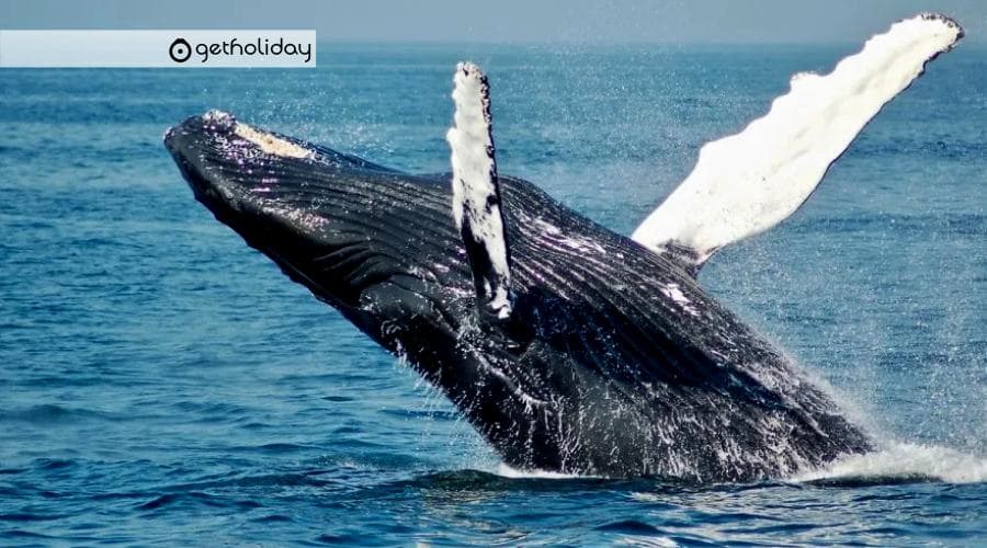 Whales and dolphins in Tenerife: a guide to responsible watching