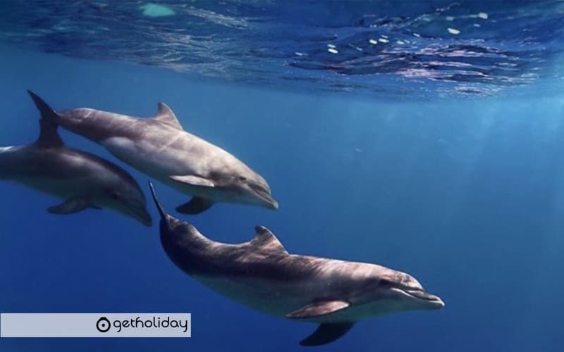 Kayaking and snorkeling in Los Cristianos — Experience photographs 2