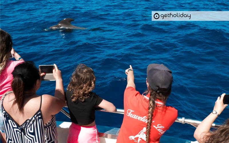 Whale watching in Los Cristianos — Experience photographs 5