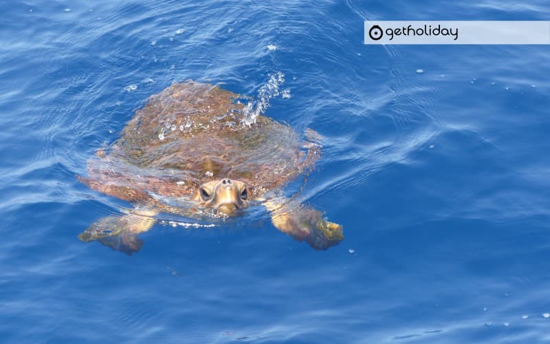 Whale watching by catamaran from Las Galletas — Experience photographs 6