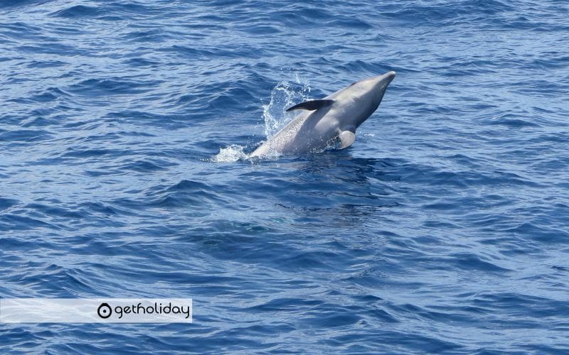 Whale watching by catamaran from Las Galletas — Experience photographs 7
