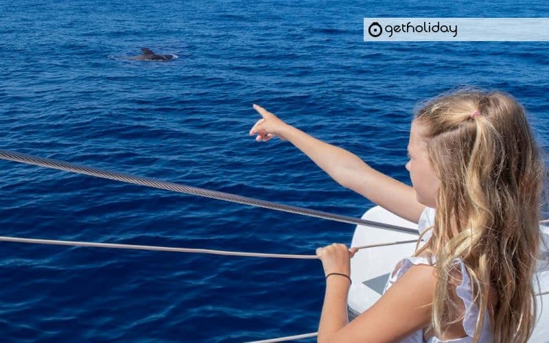 Cetacean watching in Costa Adeje with Catamaran — Experience photographs 7