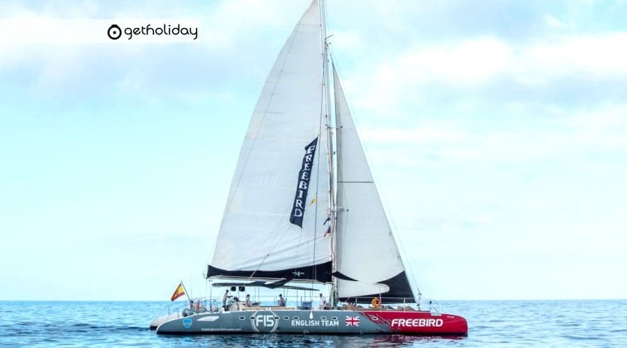 Cetacean watching in Costa Adeje with Catamaran