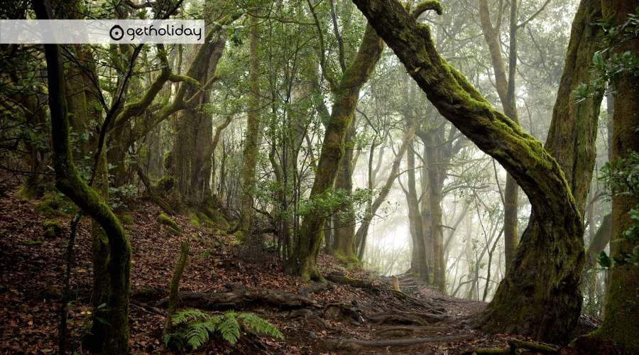 Guided day trip to La Gomera and Garajonay National Park