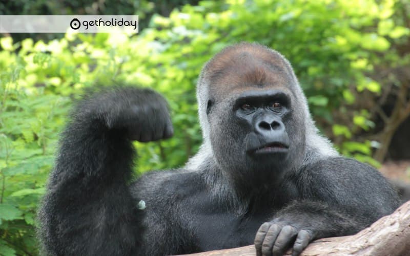 Ticket for Loro Parque — Experience photographs 4