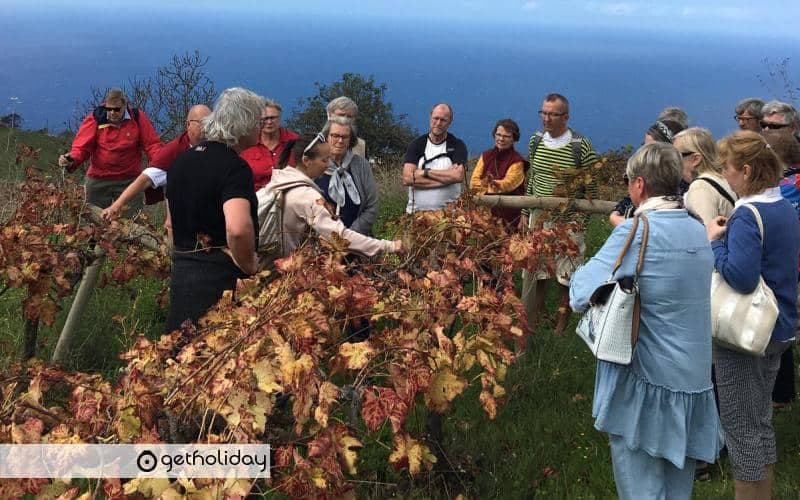 Visit to wineries and wine tastings in Tenerife — Experience photographs 3