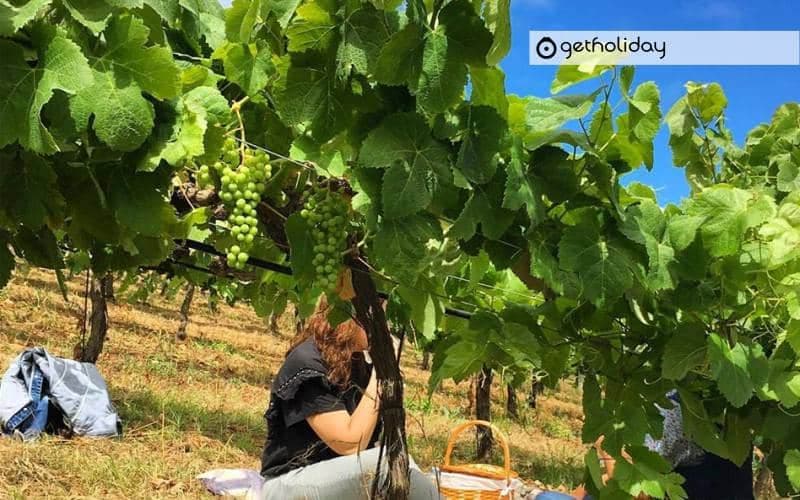 Visit: Teide National Park + wineries and wine tasting in Tenerife — Experience photographs 4