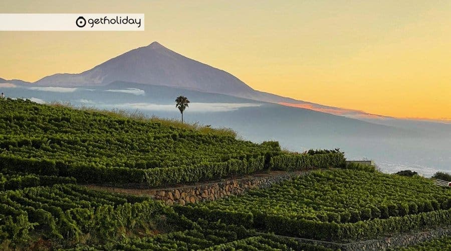 Visit to wineries and wine tastings in Tenerife