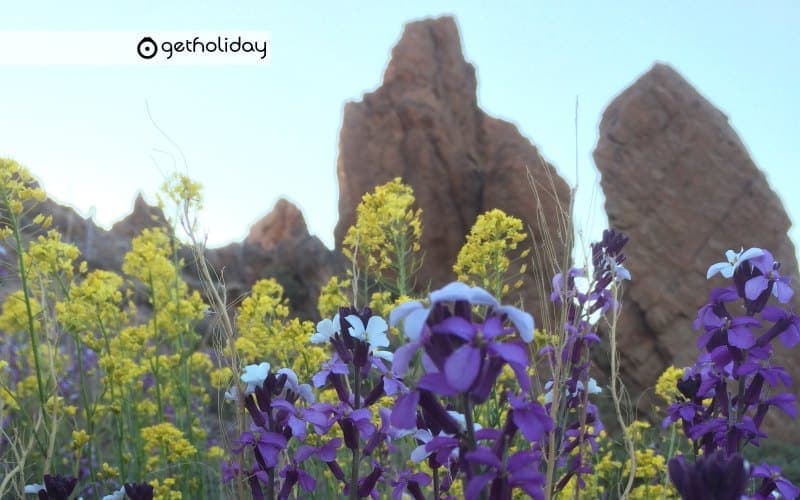 Visit: Teide National Park + wineries and wine tasting in Tenerife — Experience photographs 7