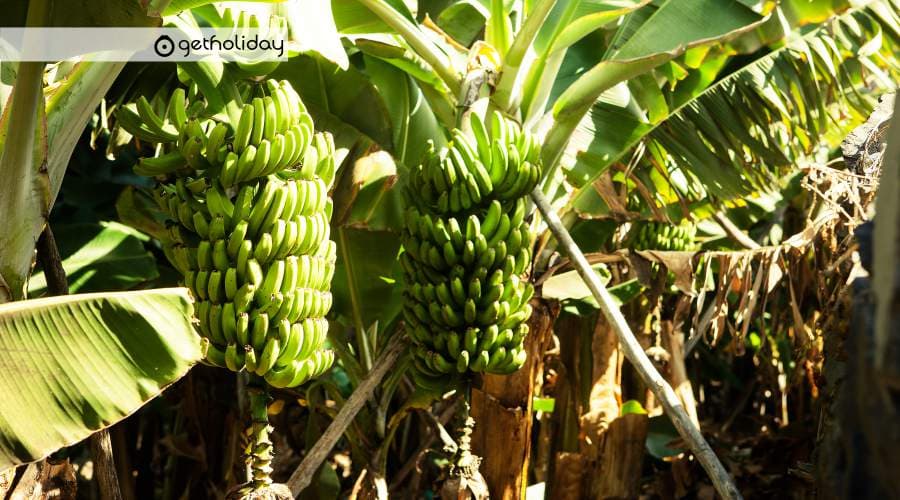 Banana Experience in Tenerife