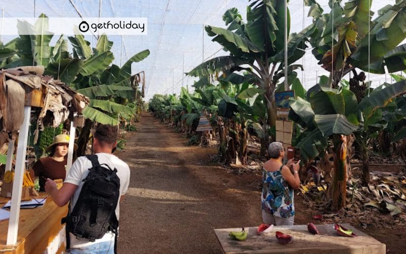 Banana Experience in Tenerife — Experience photographs 2