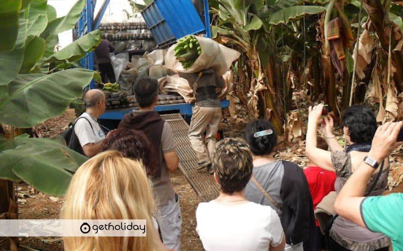 Banana Experience in Tenerife — Experience photographs 5