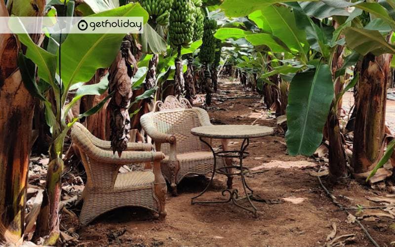 Banana Experience in Tenerife — Experience photographs 6