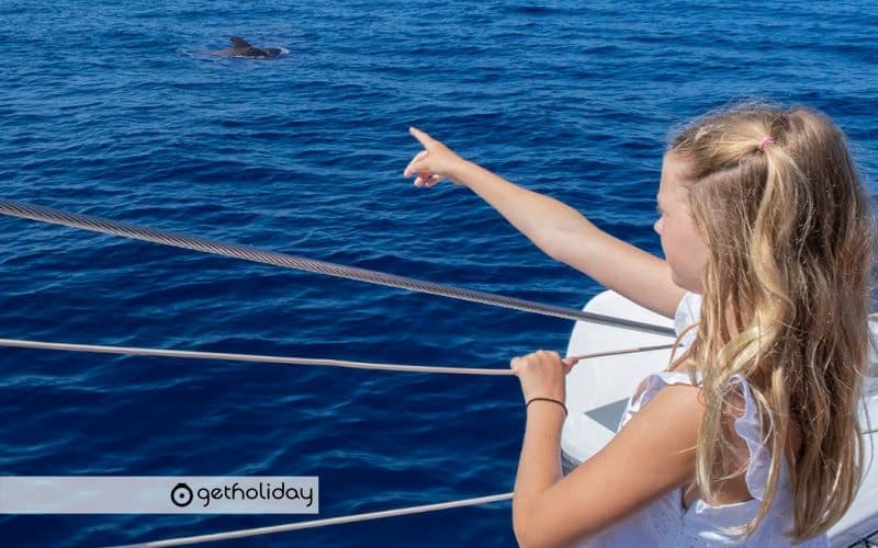 Whale and dolphin watching with catamaran – Masca — Experience photographs 2