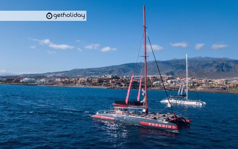 Whale and dolphin watching with catamaran – Masca — Experience photographs 3