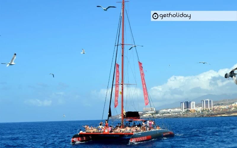 Whale and dolphin watching with catamaran – Masca — Experience photographs 5