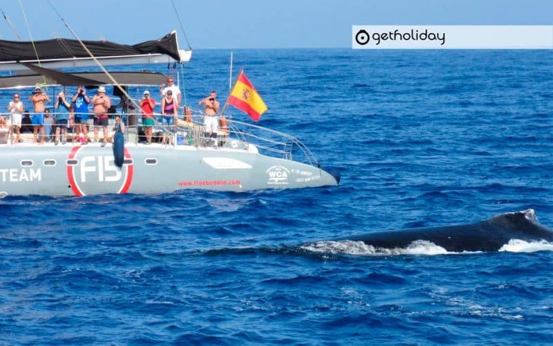 Whale and dolphin watching with catamaran – Masca — Experience photographs 6