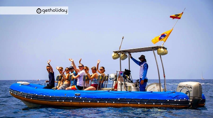 Whale and dolphin watching by speedboat in Tenerife