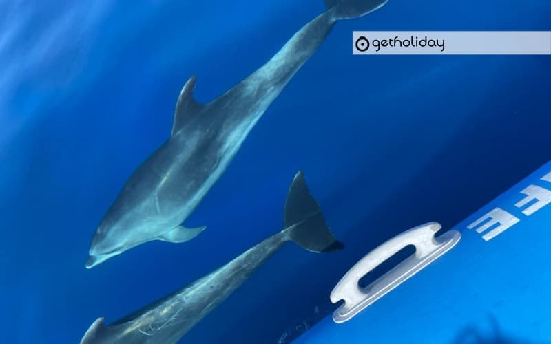 Whale and dolphin watching by speedboat in Tenerife — Experience photographs 2
