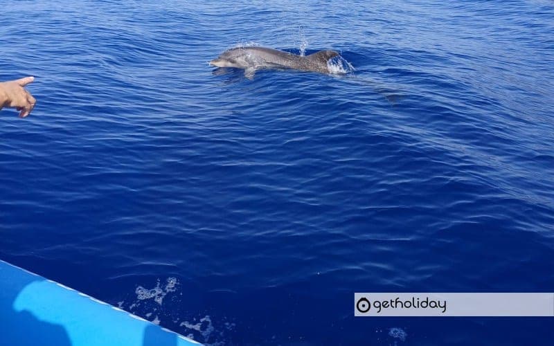 Whale and dolphin watching by speedboat in Tenerife — Experience photographs 5