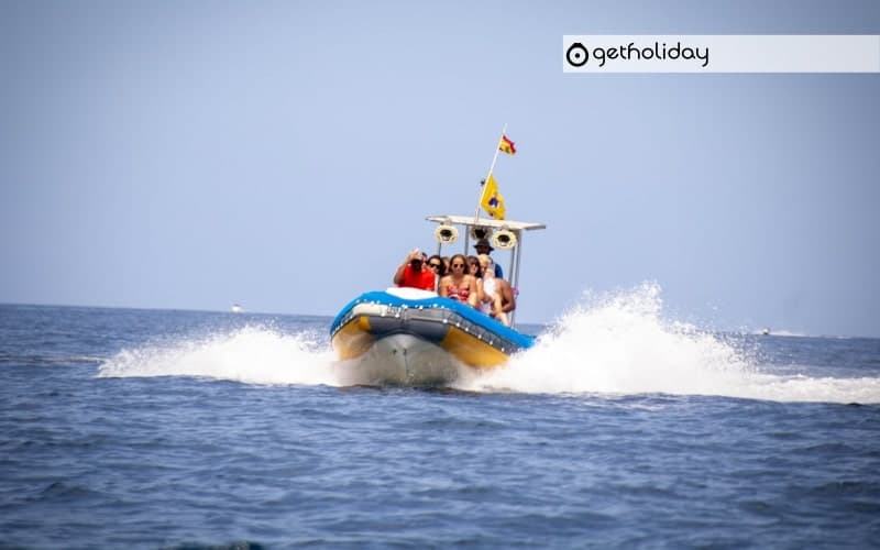 Whale and dolphin watching by speedboat in Tenerife — Experience photographs 6