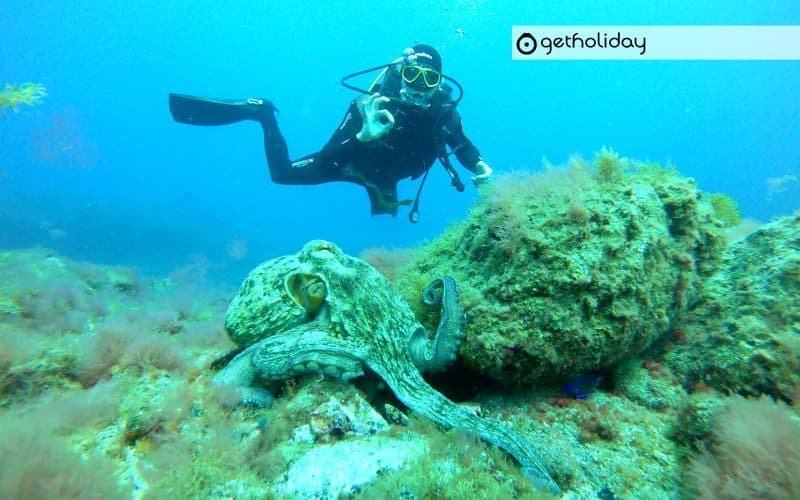 Discover scuba diving in Los Cristianos — Experience photographs 2