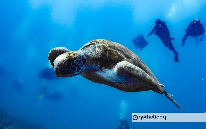 Discover scuba diving in Los Cristianos — Experience photographs 4